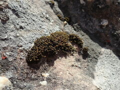 Ptychomitrium crassinervium