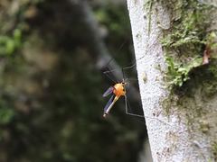 Aurotipula clara