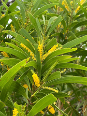 Acacia spirorbis