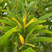 Acacia spirorbis - Photo (c) Nicolas Rinck, some rights reserved (CC BY-NC), uploaded by Nicolas Rinck