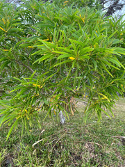 Acacia spirorbis