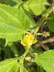 Corchorus olitorius