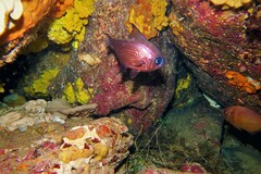 Pempheris multiradiata