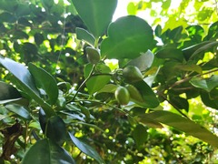 Murraya omphalocarpa