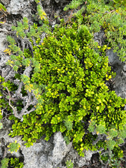 Cyclophyllum tenuipes