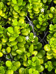 Cyclophyllum tenuipes