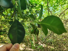 Murraya omphalocarpa