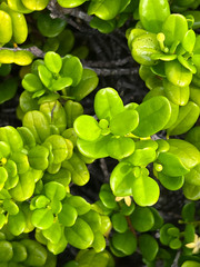 Cyclophyllum tenuipes