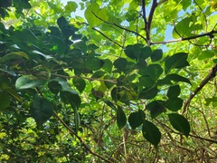 Murraya omphalocarpa