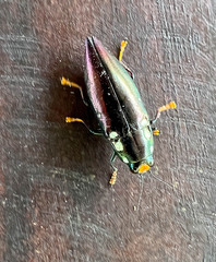 Metataenia erythrocephala