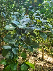 Murraya omphalocarpa