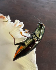 Metataenia erythrocephala