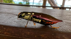 Metataenia erythrocephala