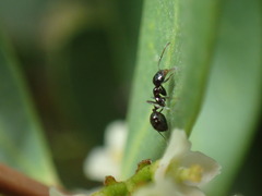 Monomorium fridae