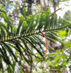 Araucaria