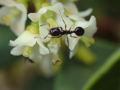 Monomorium fridae