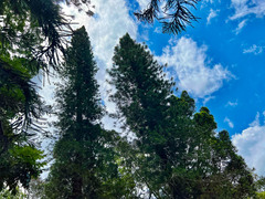 Araucaria