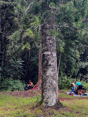 Araucaria