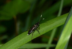 Melanichneumon