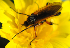 Empis tessellata