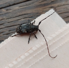 Mesosa nebulosa