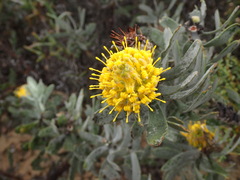 Leucospermum rodolentum