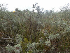 Leucospermum rodolentum