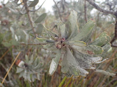 Leucospermum rodolentum