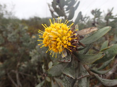 Leucospermum rodolentum