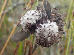 Leucospermum rodolentum