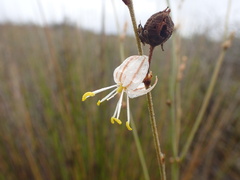 Chlorophytum viscosum