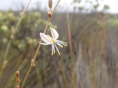 Chlorophytum viscosum