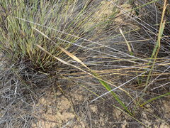 Chlorophytum viscosum