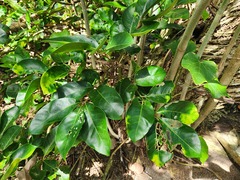Aglaia rimosa