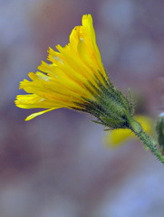 Hieracium amplexicaule