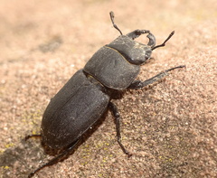 Dorcus parallelipipedus