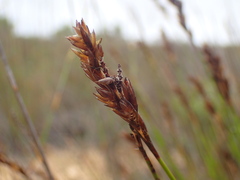 Thamnochortus punctatus