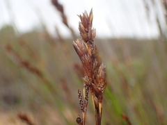 Thamnochortus punctatus