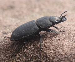 Dorcus parallelipipedus