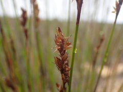 Thamnochortus punctatus