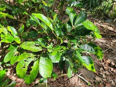 Aglaia rimosa