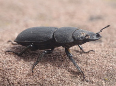 Dorcus parallelipipedus