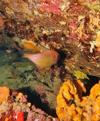 Pempheris klunzingeri