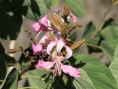 Bauhinia purpurea