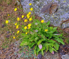 Hieracium amplexicaule