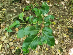 Aglaia rimosa