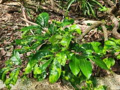 Aglaia rimosa