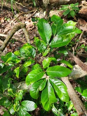 Aglaia rimosa