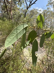 Eucalyptus squamosa