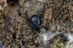 Sphaeroderus